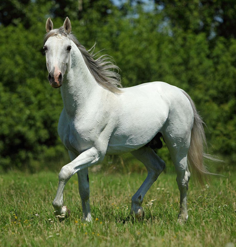 Shagya Arabian Horses